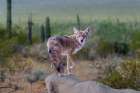 A coyote takes advantage of a rock to gain a better view. Art Print